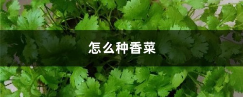 怎么种香菜，香菜图片