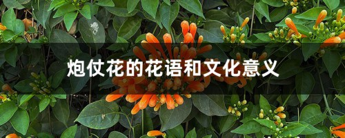 炮仗花的花语和文化意义